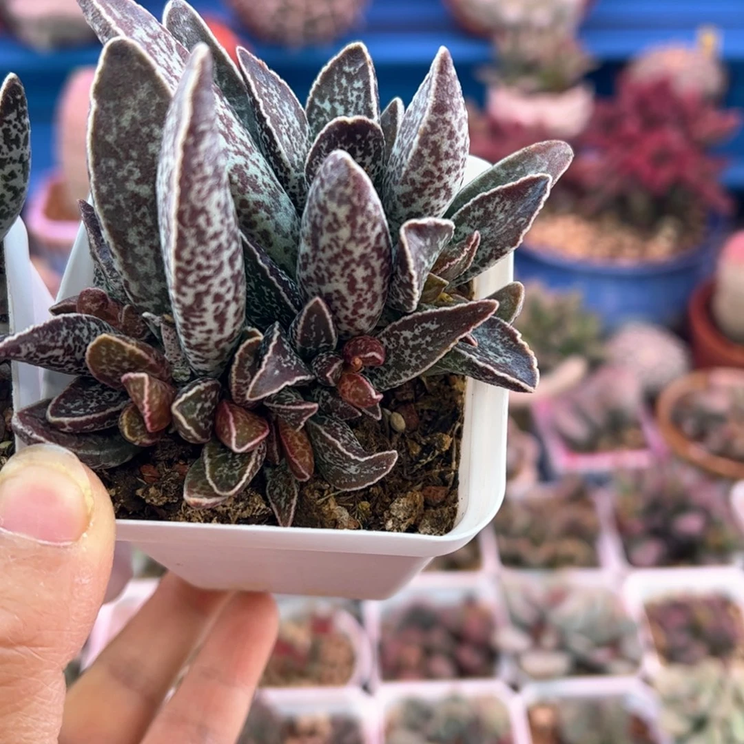 勿**安白孔雀。