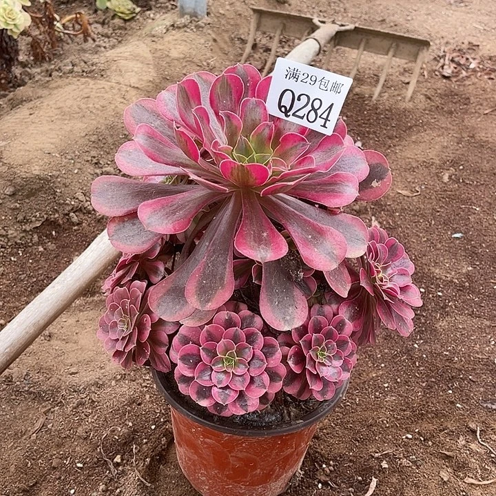 284美杜莎多肉植物