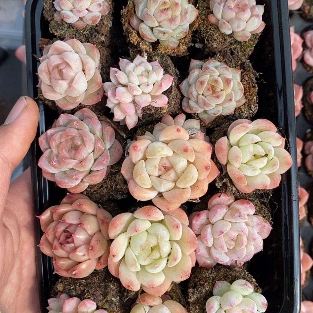 春泥家框拍链接U47