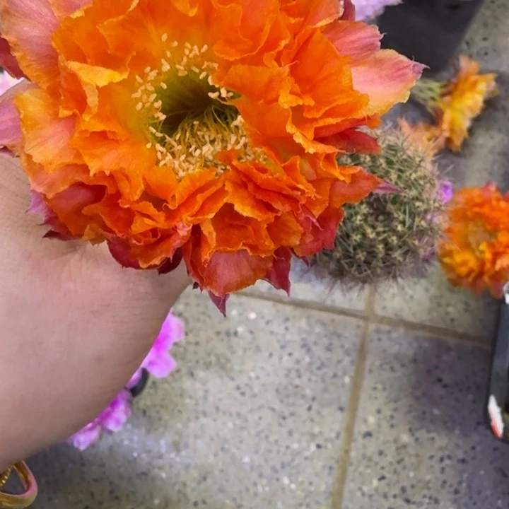 314彩草千层酥歪无根侧牙4公分左右，20包邮