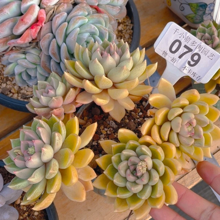 邹*谢谢你的支持0000079