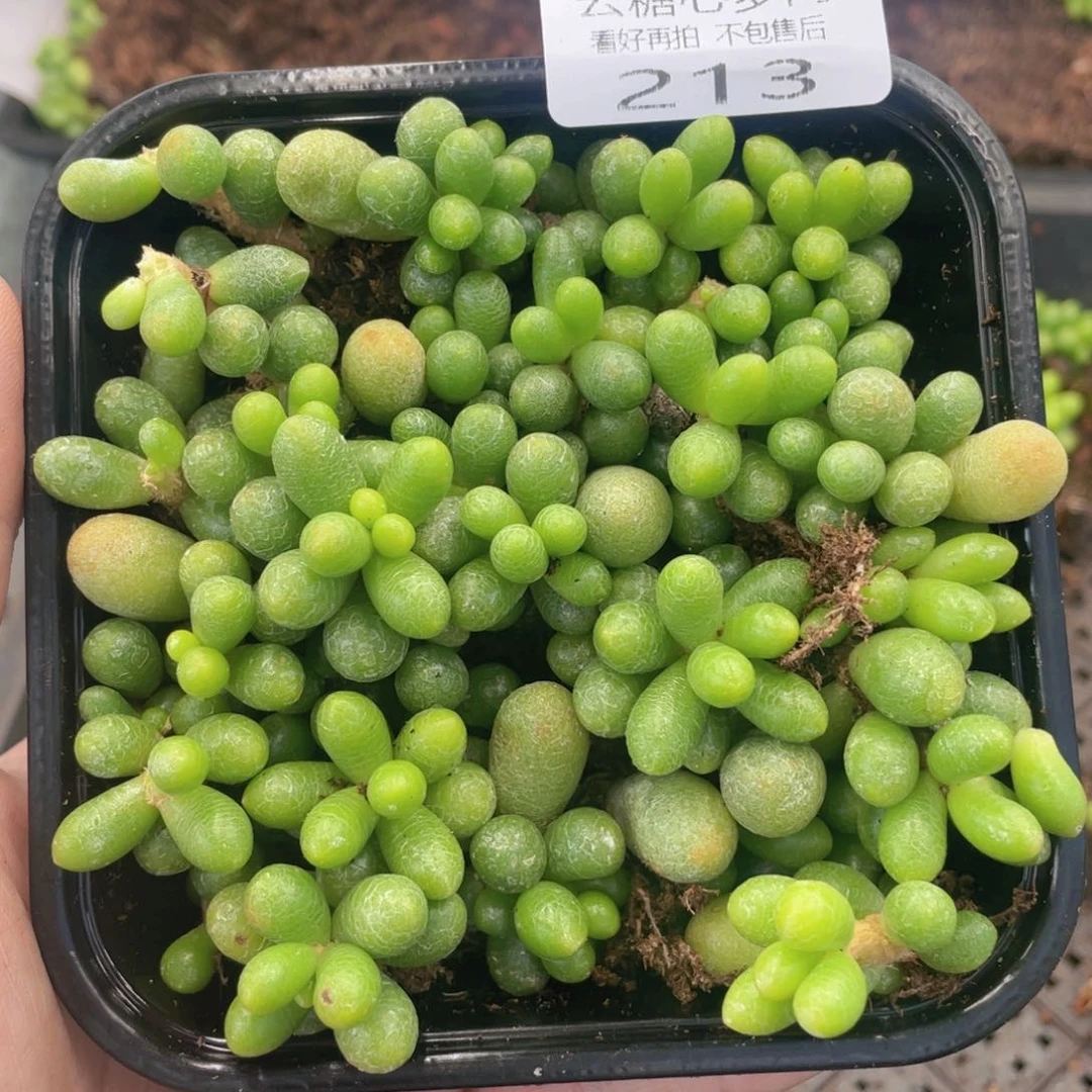 云糖心多肉植物213