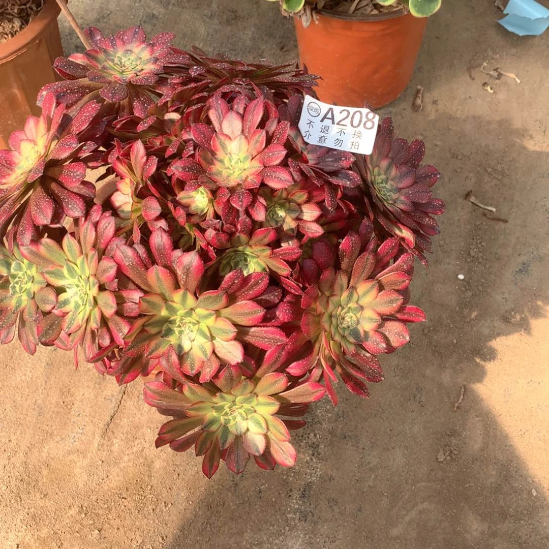 微**行多肉植物祝融208