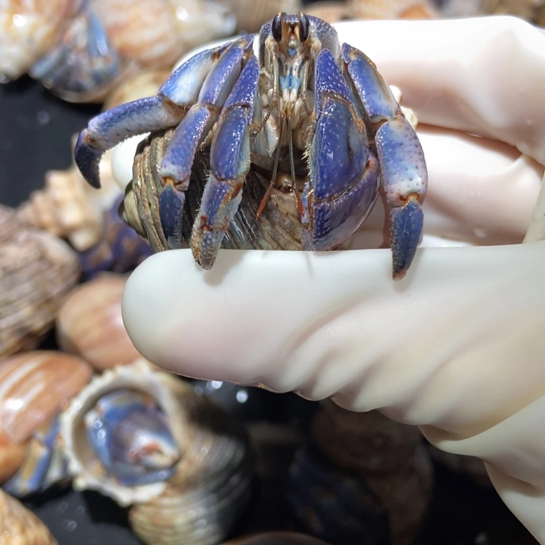 2.6口径蓝粉紫陆 不退不换