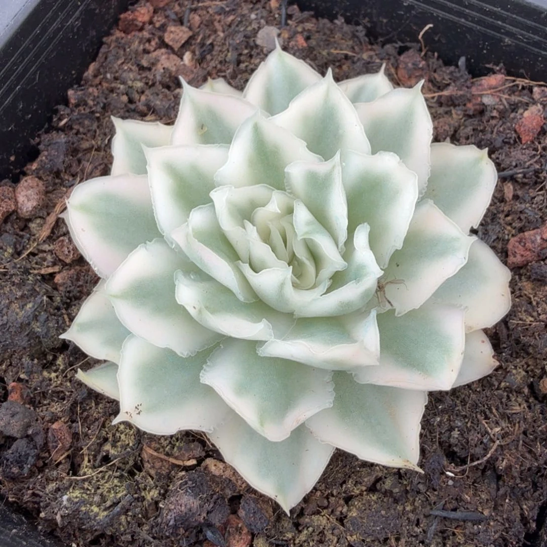 一紫蝴蝶锦一颗多肉锦大锦边