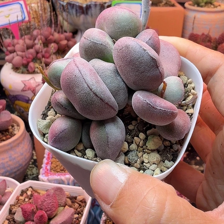 大**子水蜜桃的味道真的很好闻啊