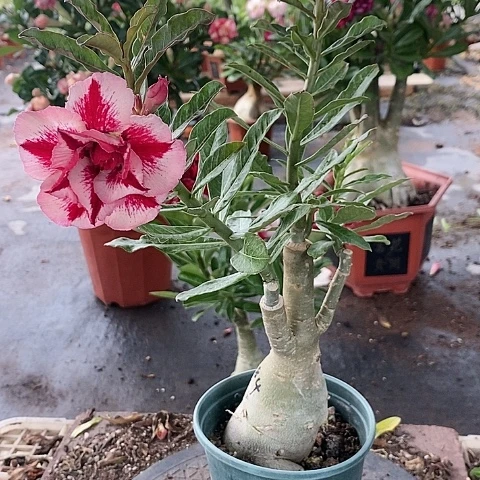 【闪购商品】无花朵往***零