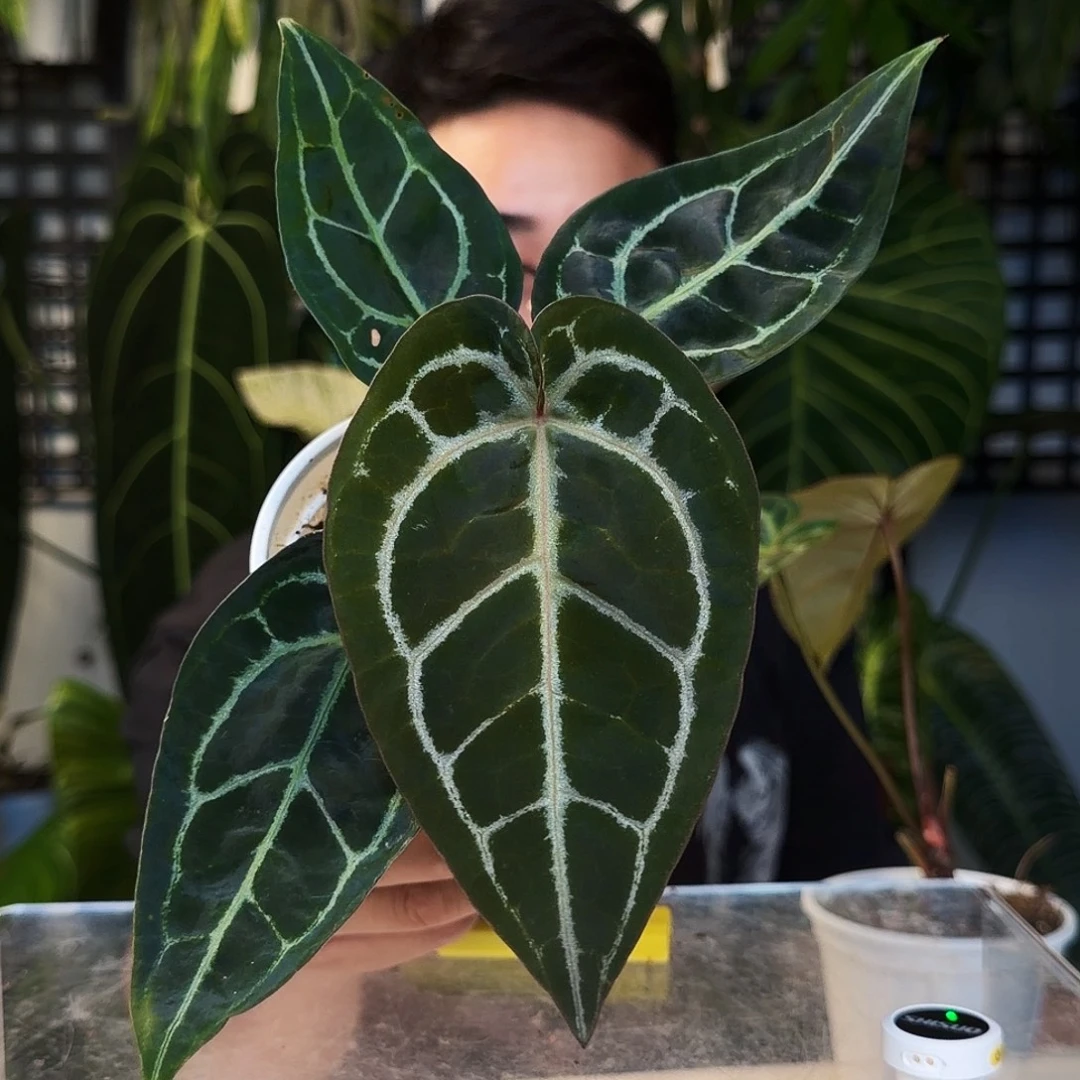 不开花植物E76红水晶杂南美撕裂纹