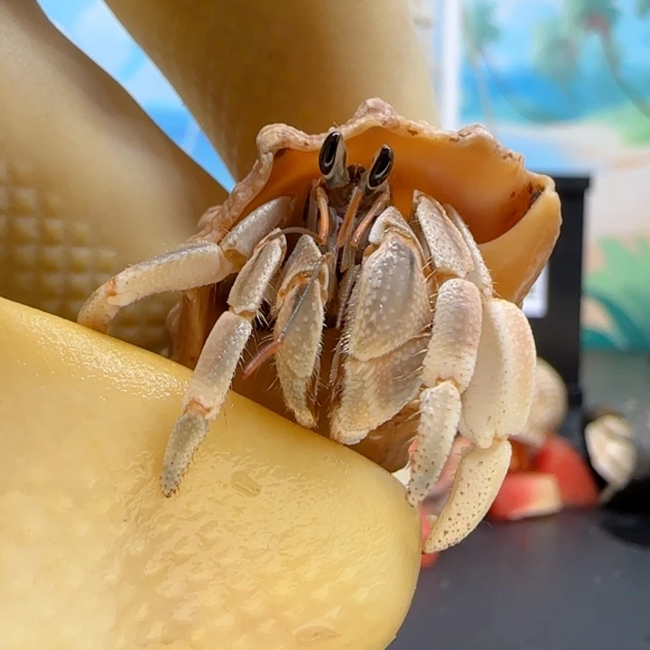 A37异色 灰白1.4cm口径