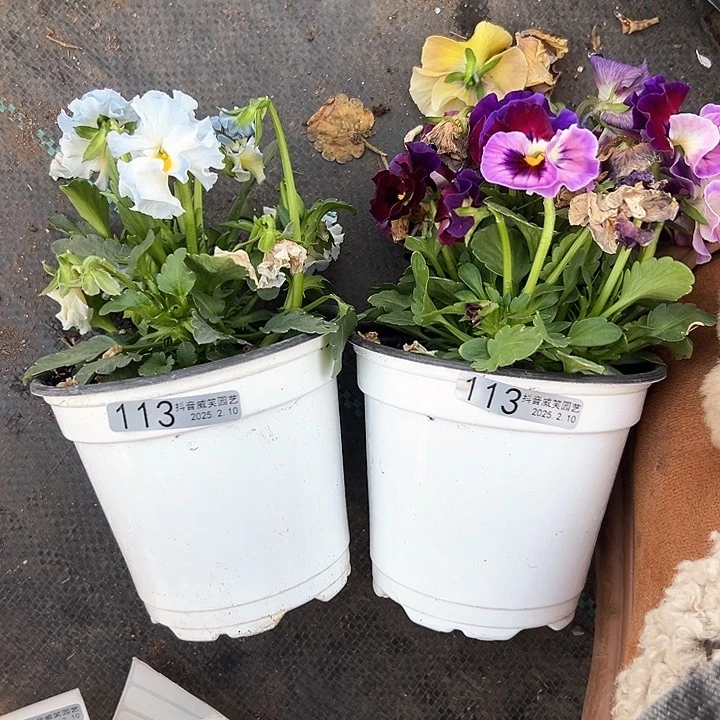 水晶抖音直播闪拍113