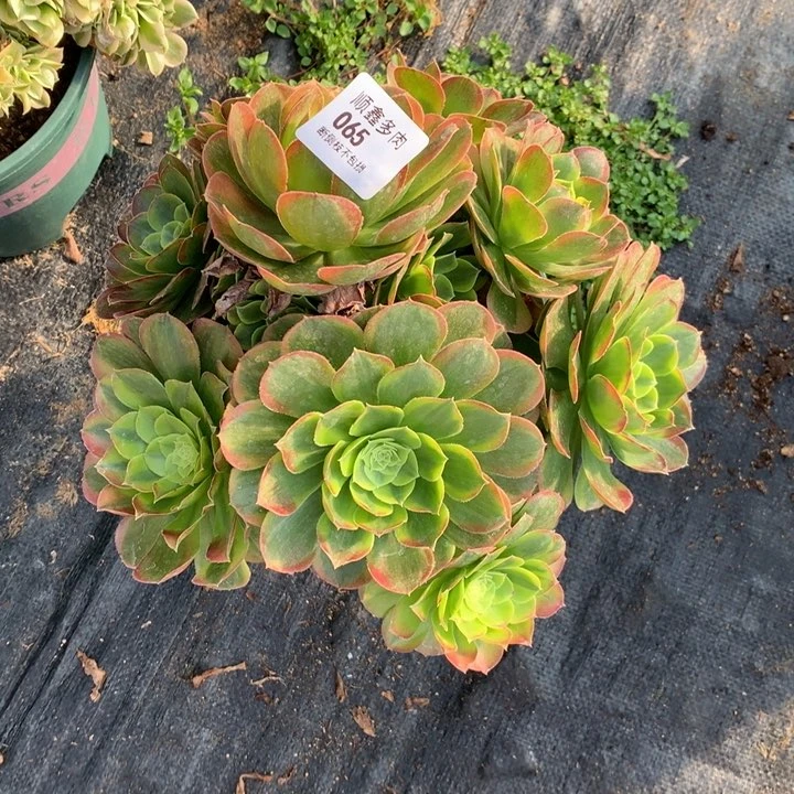 065奶白多肉植物