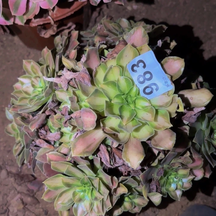 983韶华多肉植物不售后