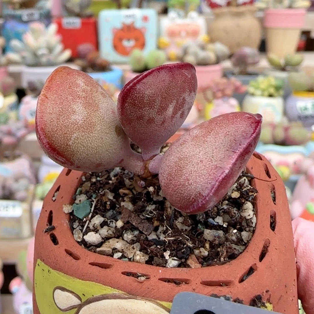 爱心水泡 盆口3cm