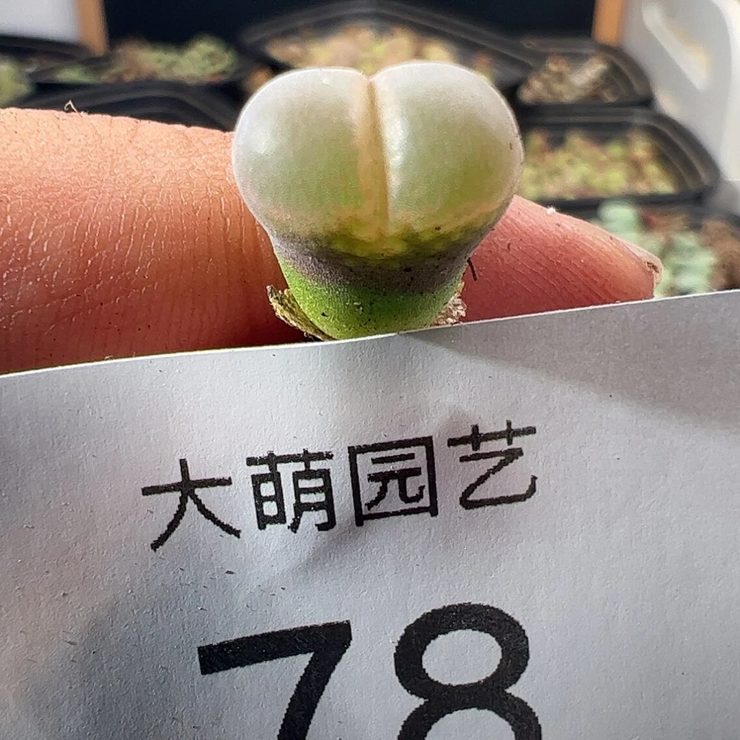一物一拍正版PV1089鲑鱼粉。78