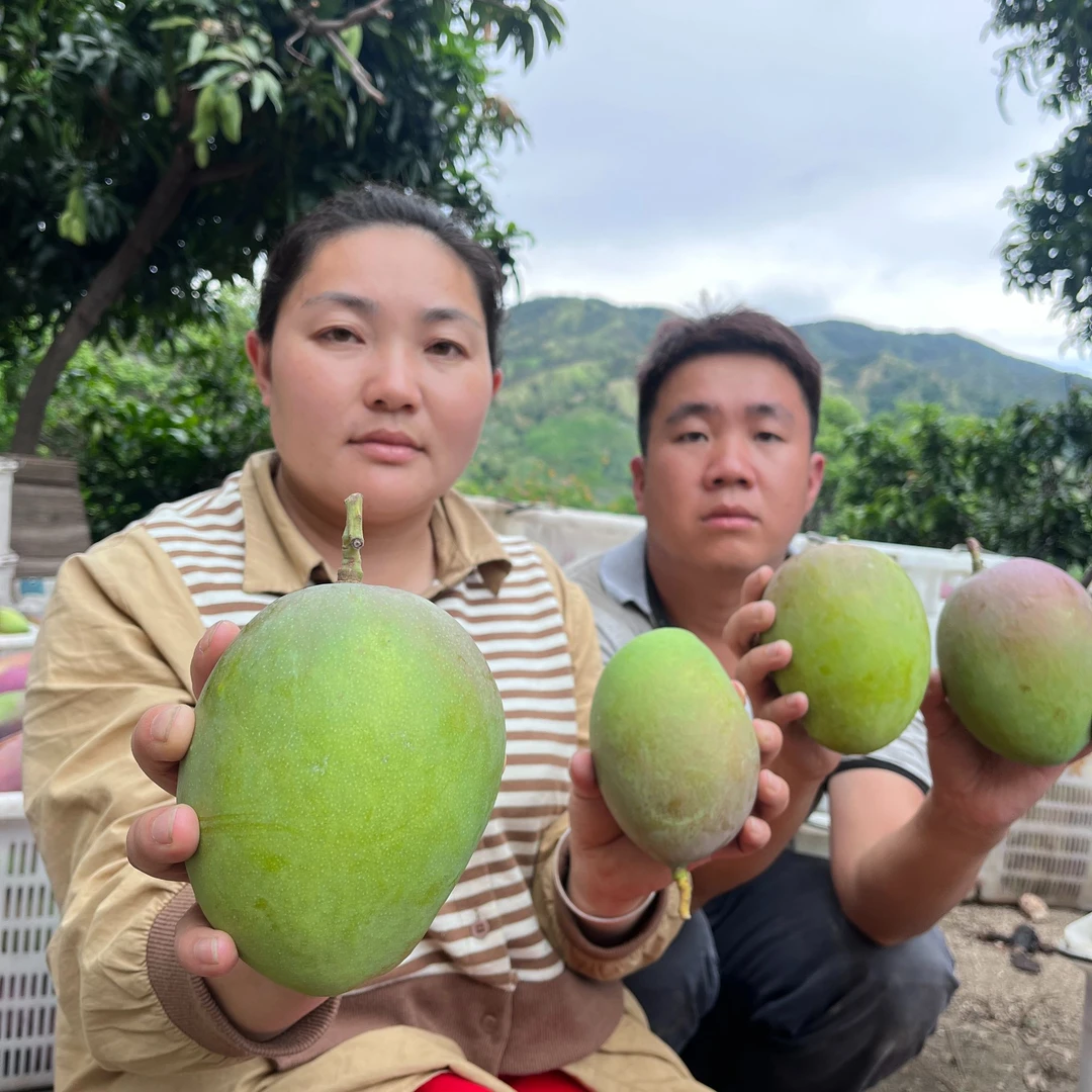【催熟放软食用】四川攀枝花凯特芒 当季新鲜时令水果48