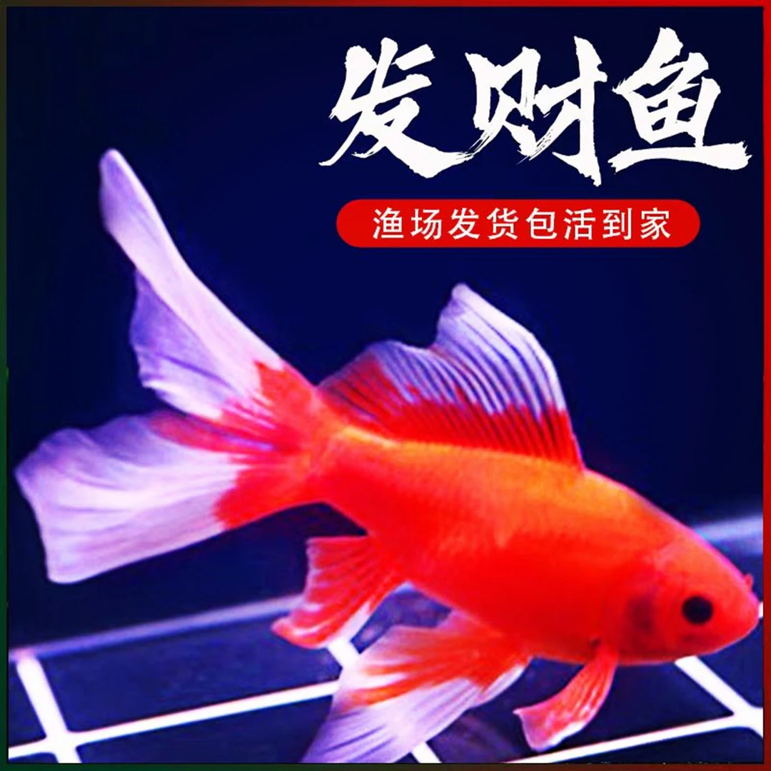 冷水鹦鹉鱼淡水鱼好养耐活体发财鱼活体黄金龙凤锦鲤黑彗星观赏鱼