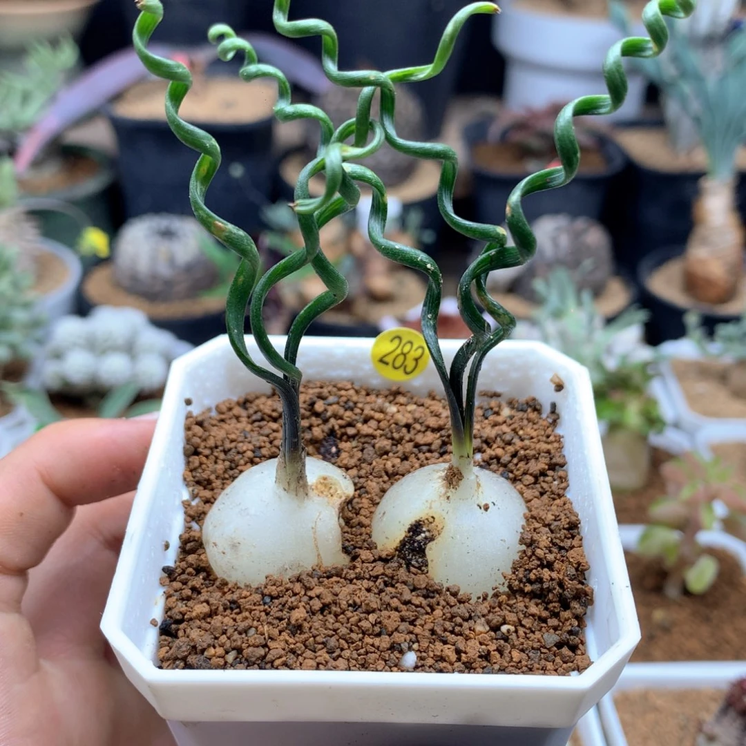 钢丝弹簧草母本带盆有瑕疵