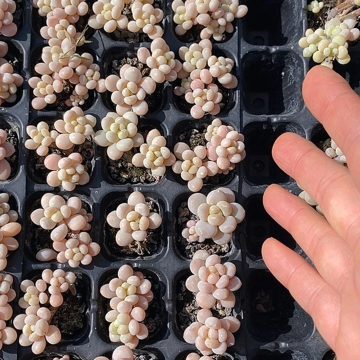 191 多肉植物盆栽花卉植物