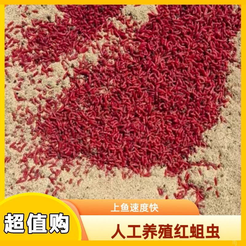 人工养殖溪流石斑马口红蛆虫野钓鲫鱼鱼饵料活饵浓腥公白条鱼红虫