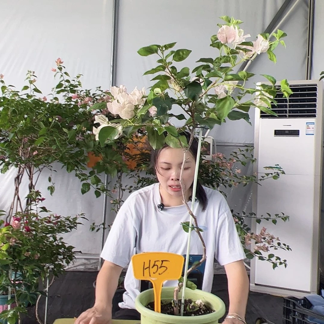 当前无花栽培后可以开花呆*熊H55暗斑丽人