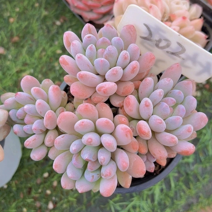 健健康康平平安安