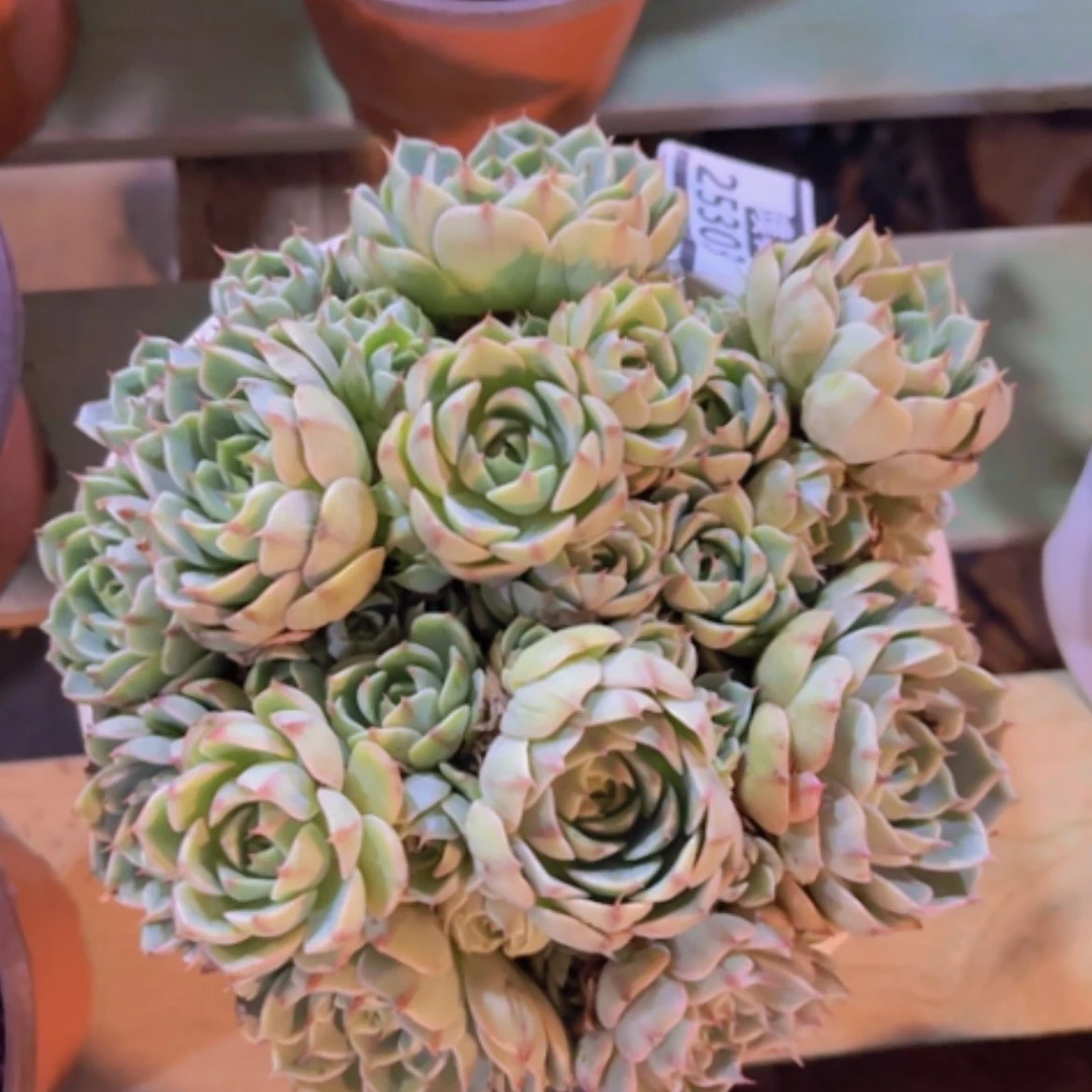 【闪购商品】笨吧25303