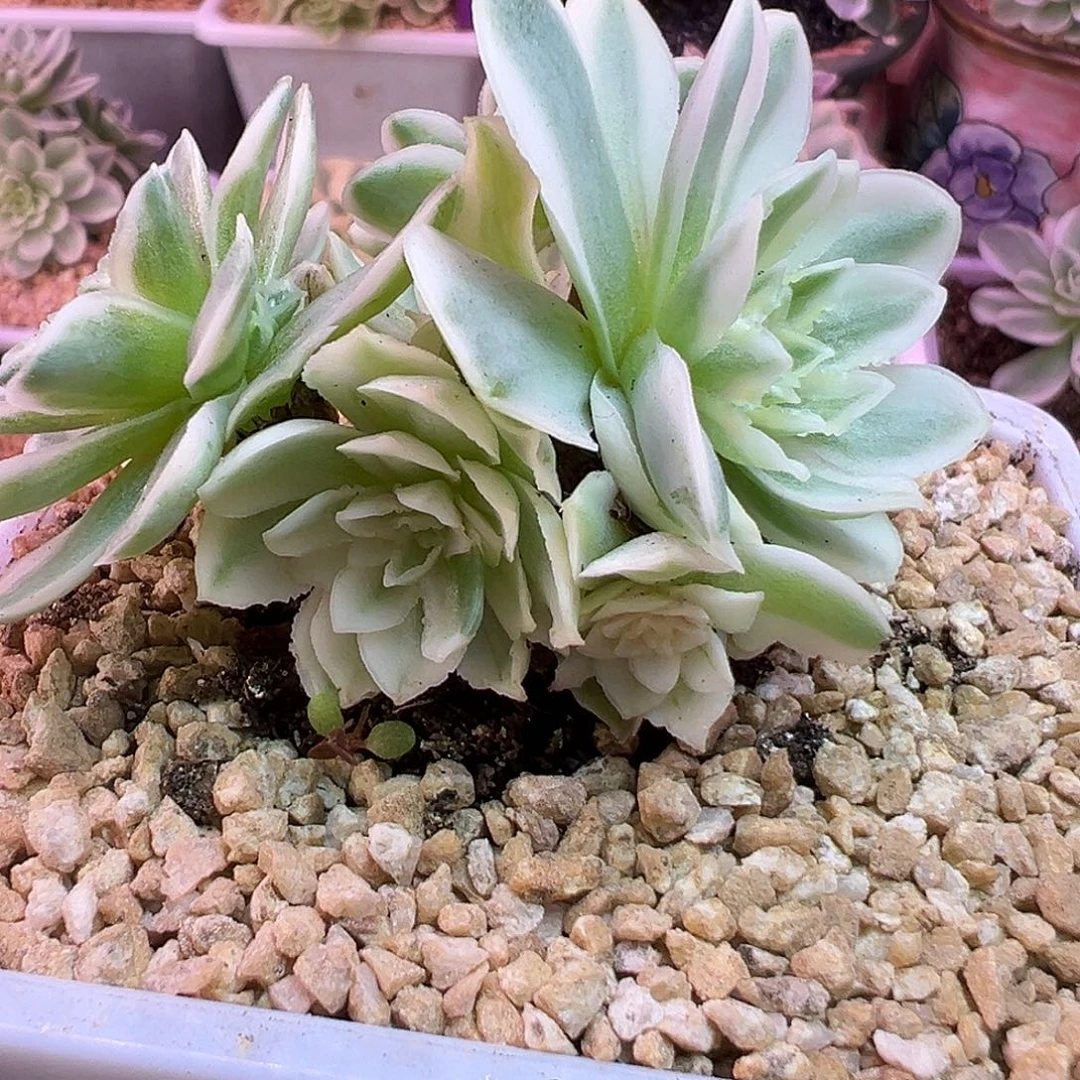 山地玫瑰锦秋夕1238号