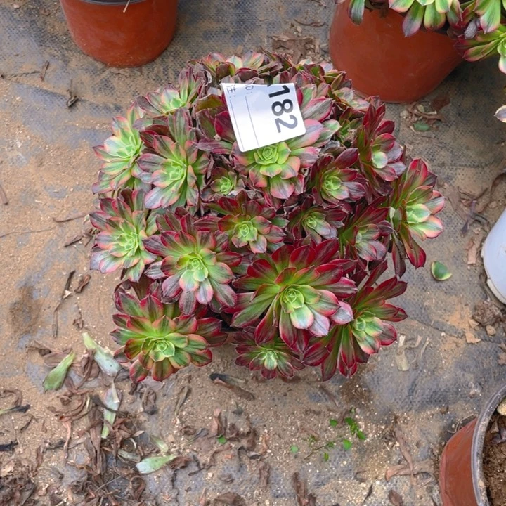 多肉安纳法师182