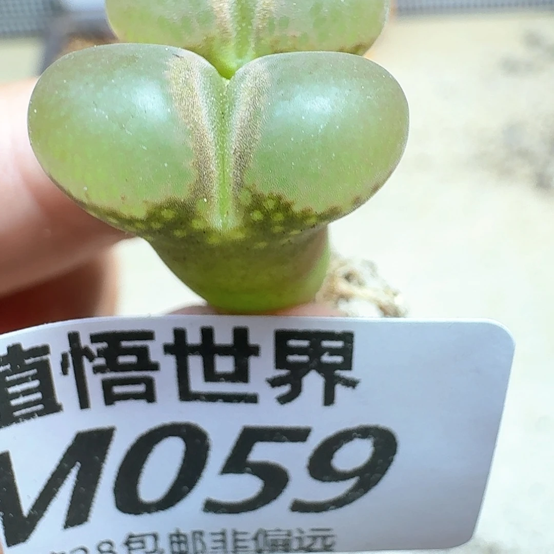多肉植物的人生历程法
