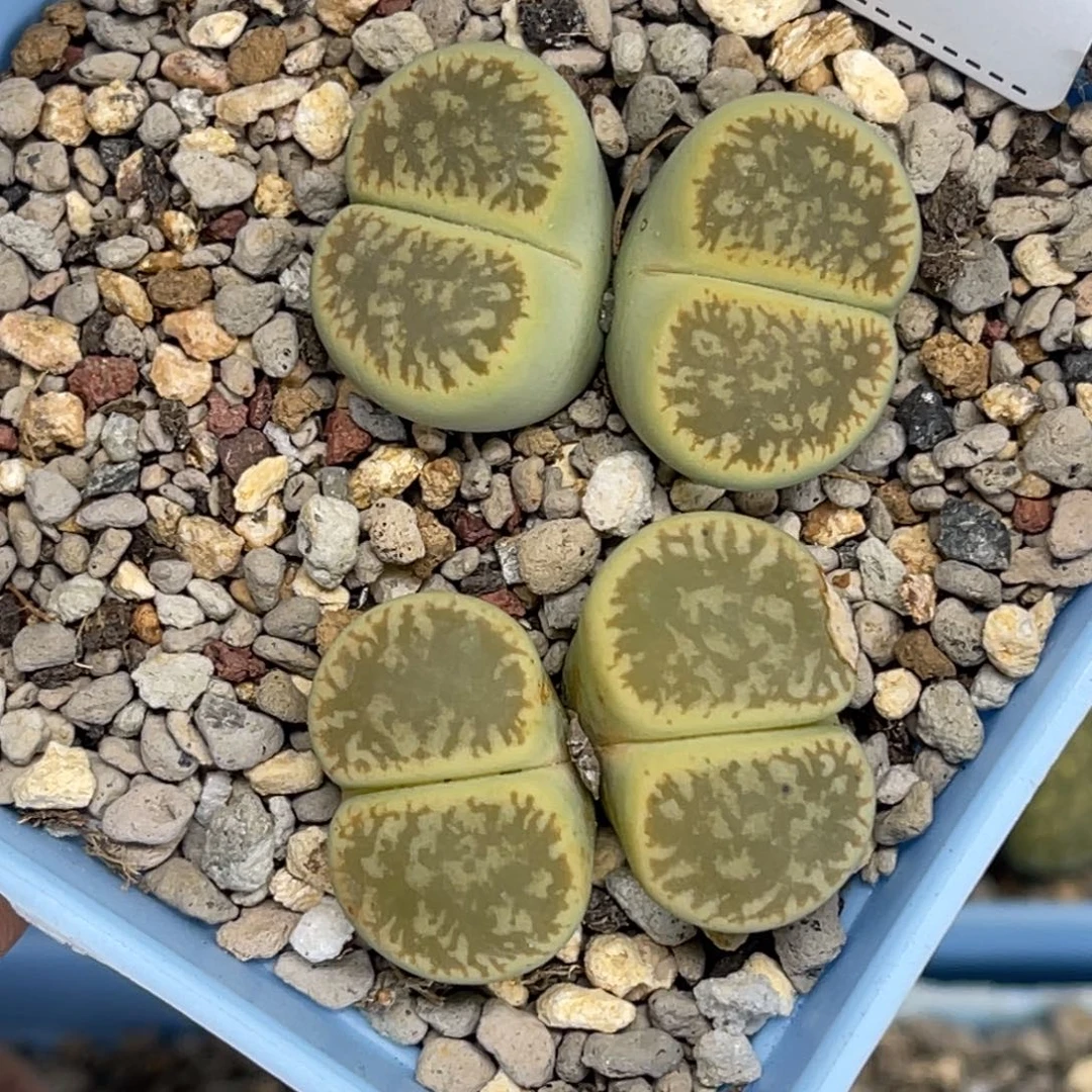 1466双头绿流水2颗