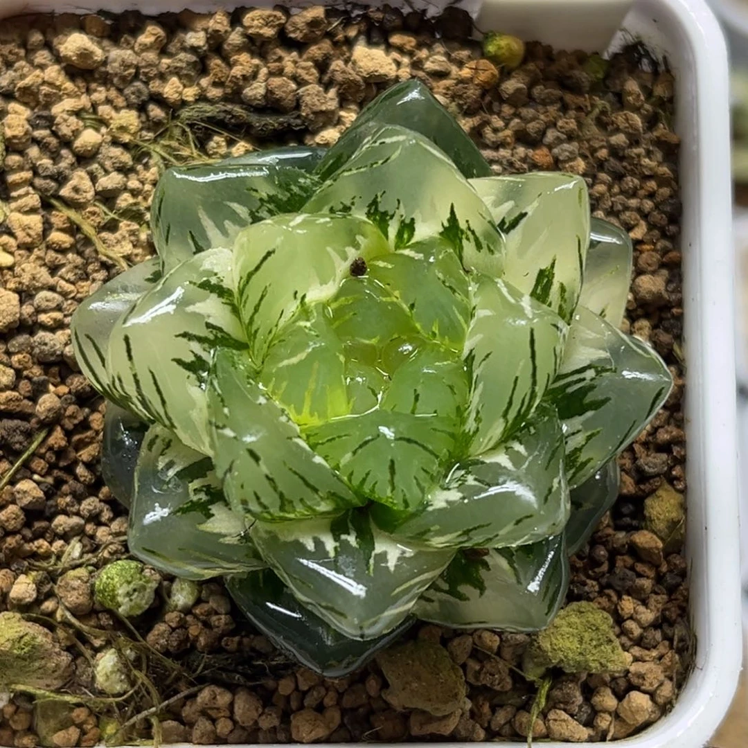 52巨大化龙鳞玉露锦福利专场