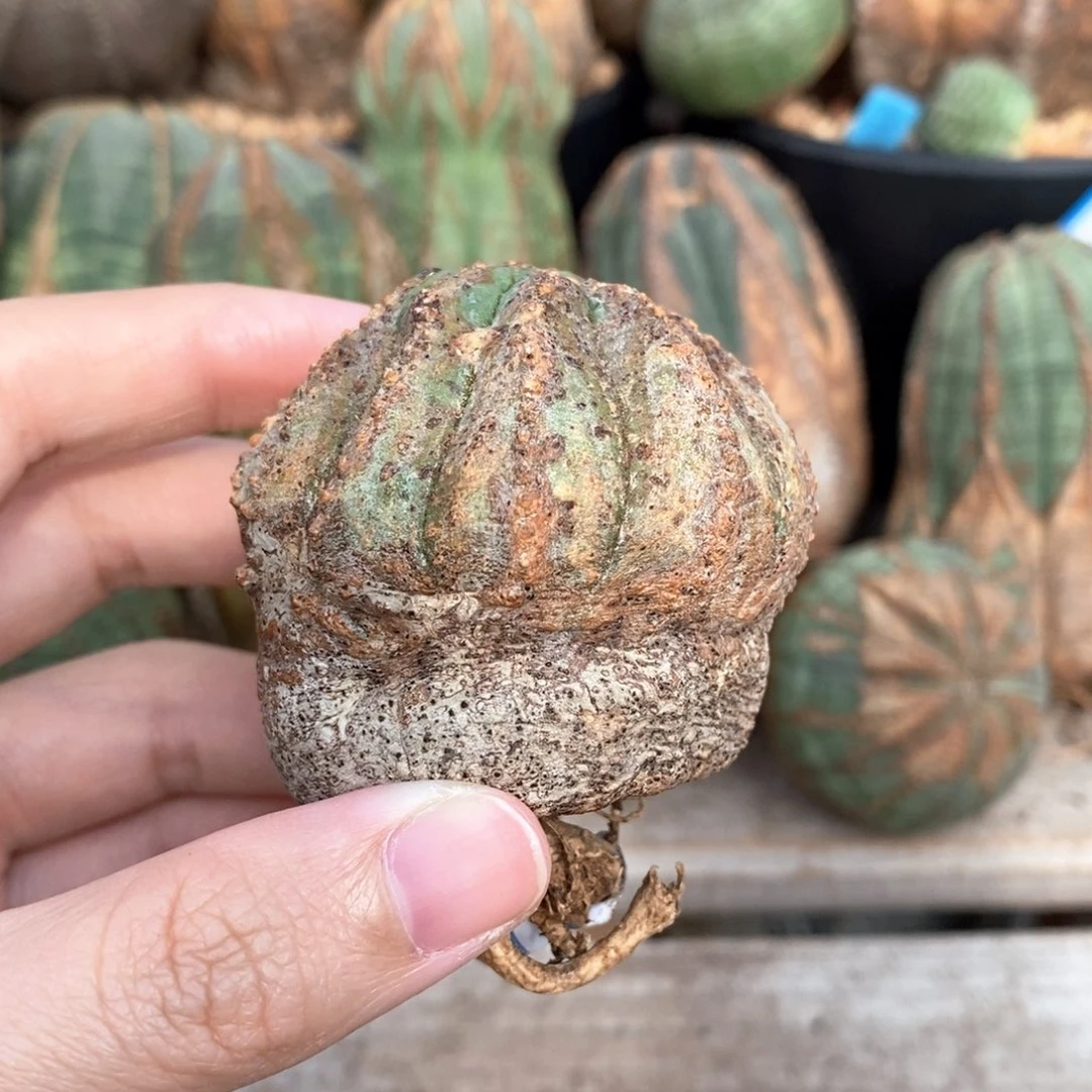 6布纹球精品一物一拍