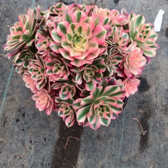 六*女巫法师多肉植物42号