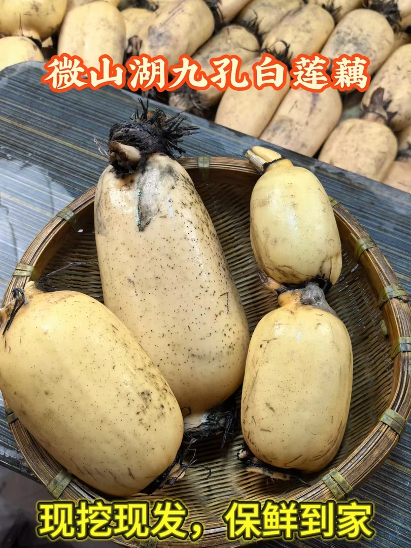 【藕王 糯藕面藕】微山湖正宗九孔白莲藕现挖现发新鲜到家不泡药