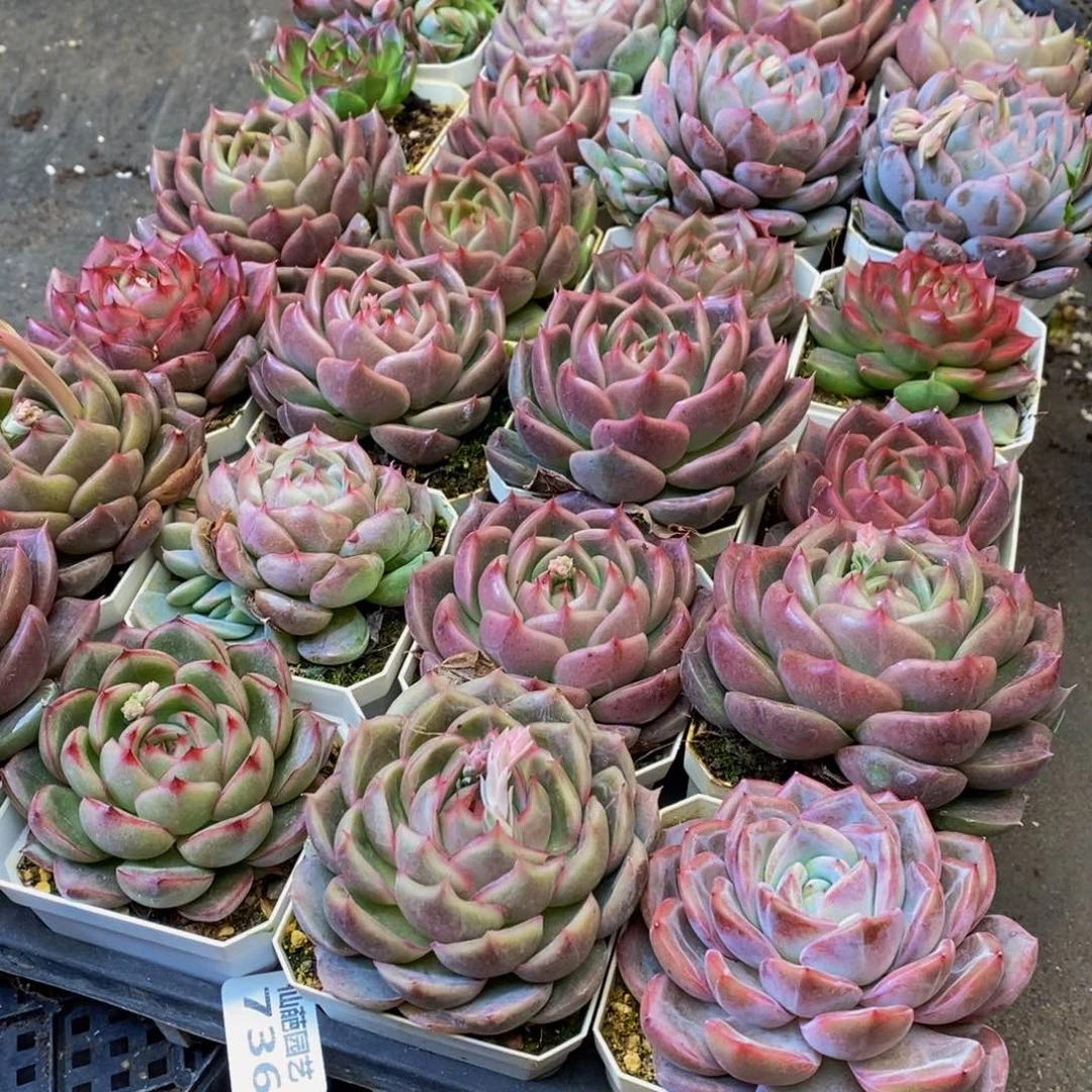 优***猬736多肉植物保护研究所所长的时候