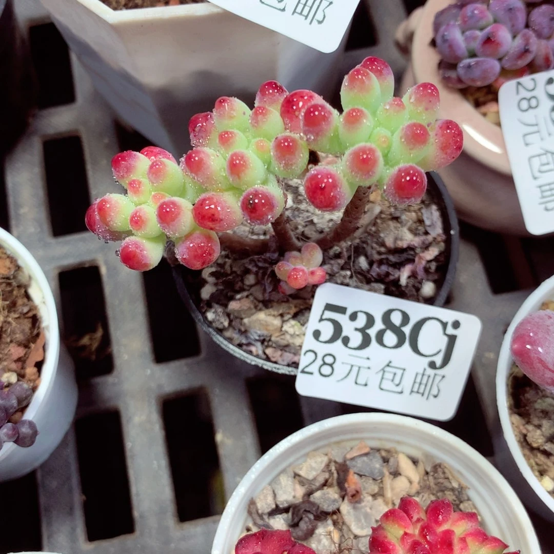 5厘米盆精控多肉538