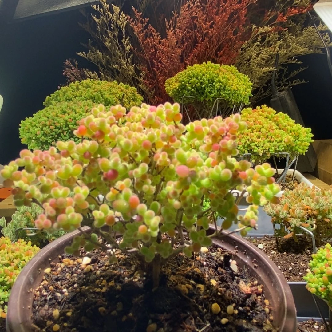 蜜桔枝干番杏974