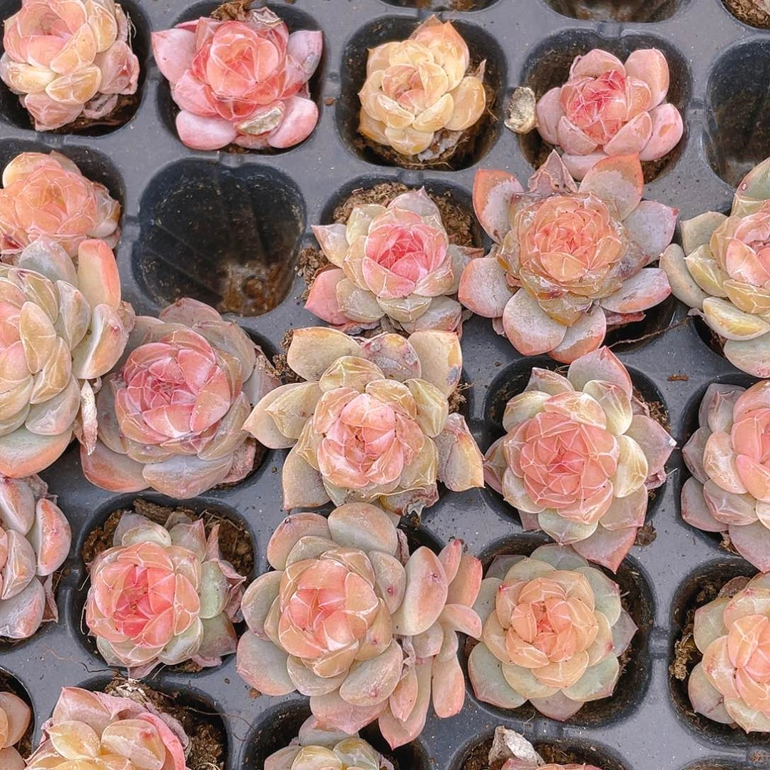 糖心5号穴一个满25包邮