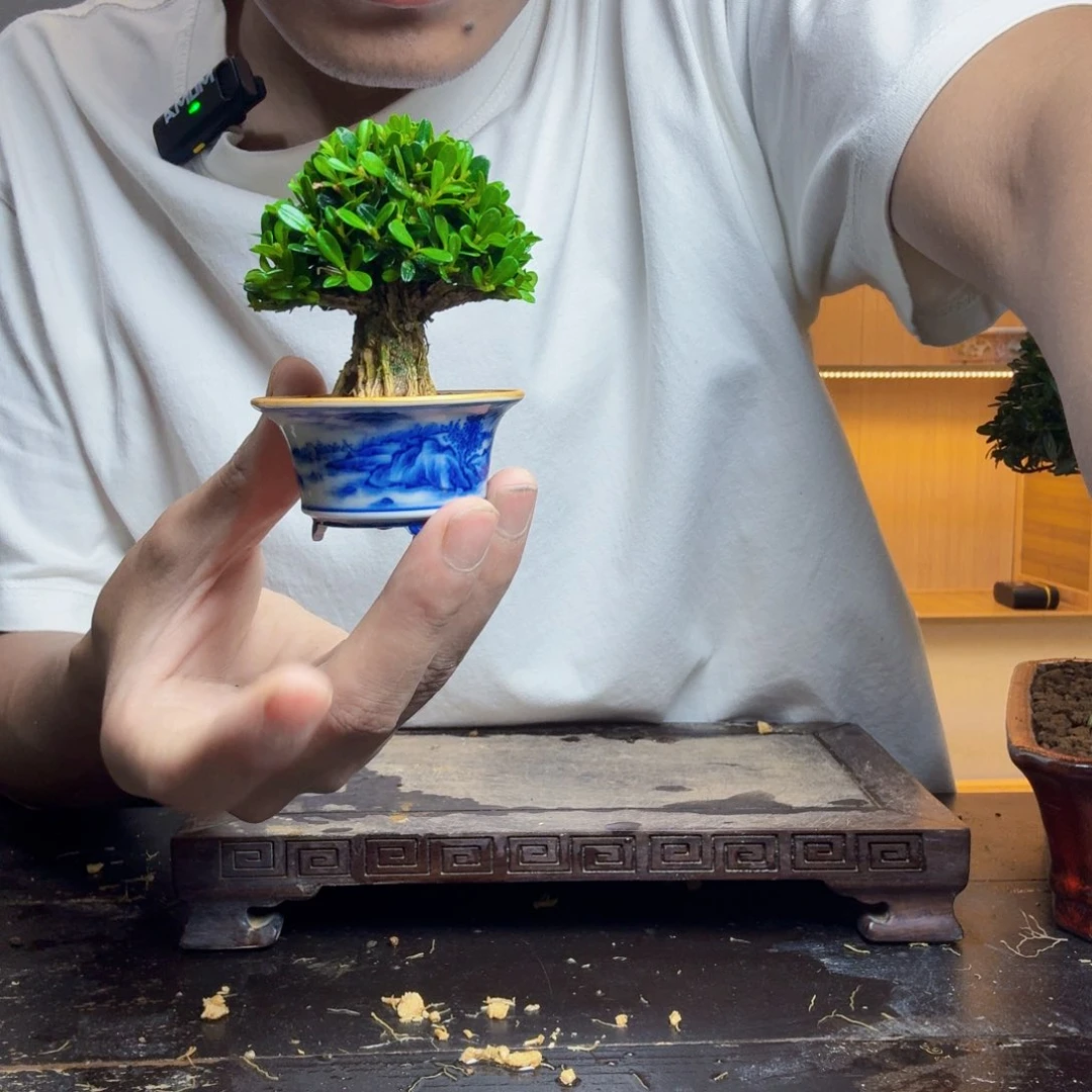 往***想无花朵黄杨盆景一物一拍
