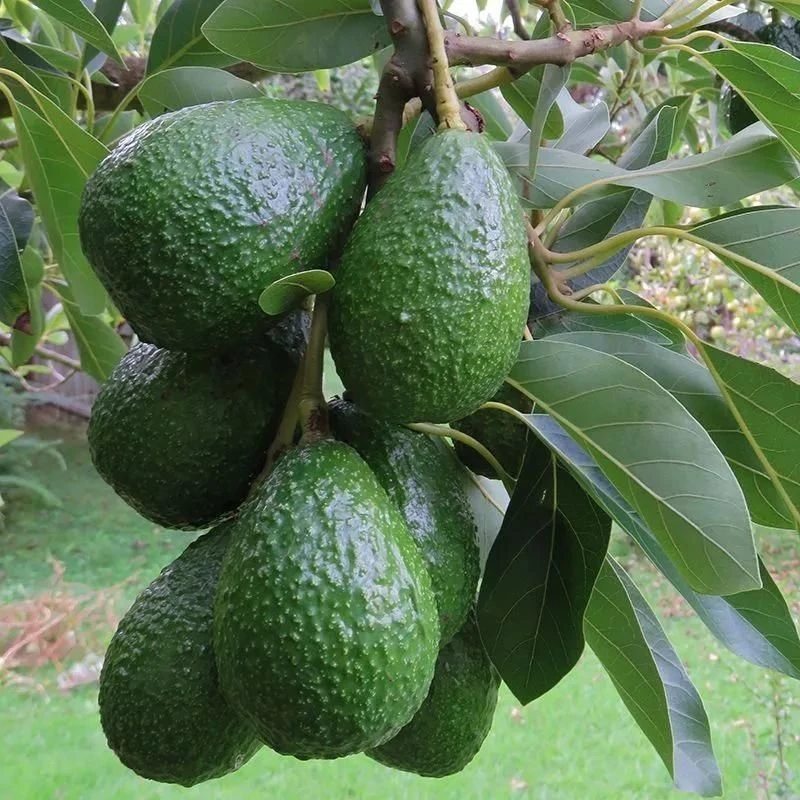 云南牛油果鳄梨新鲜水果口感绵密适合孕妇宝宝辅食2025冬季菜苗