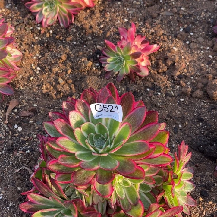 521倾城多肉植物