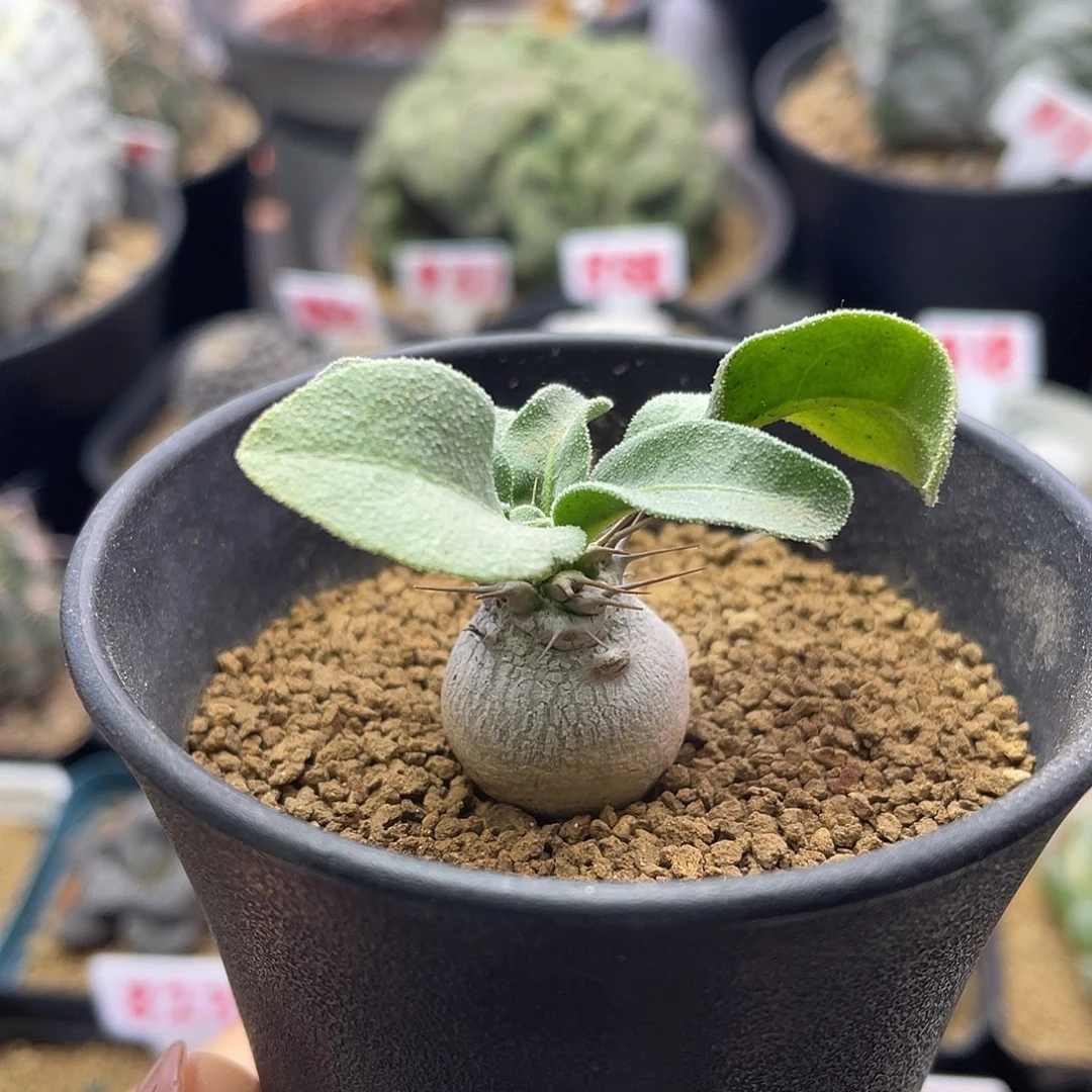 实生块根白皮光堂的仙人球