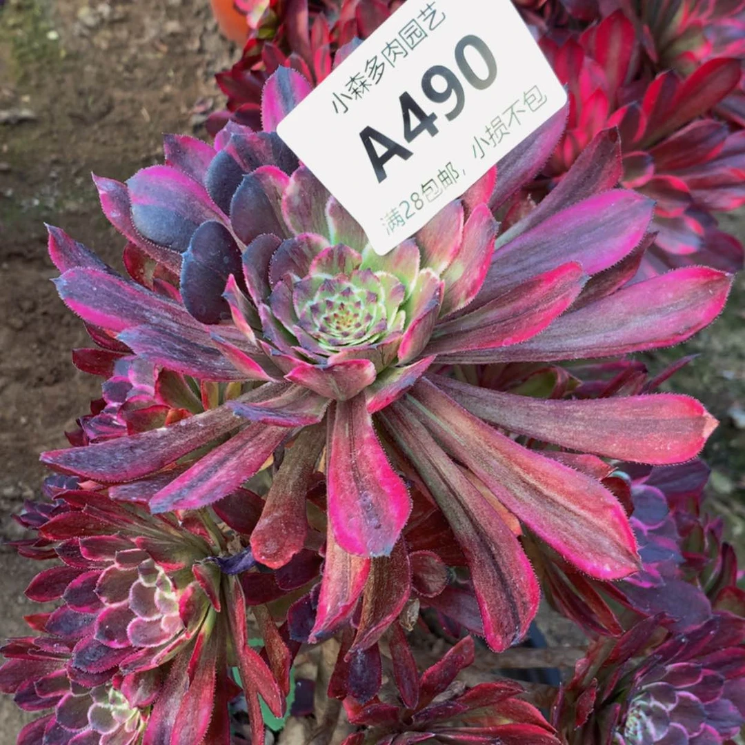 【闪购商品】小*490水墨多肉