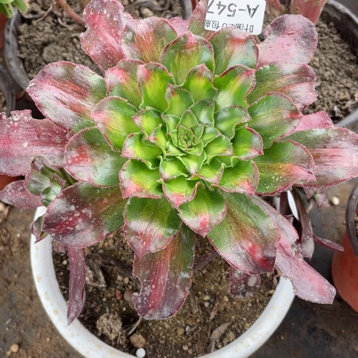 547魅影中班多肉123446788