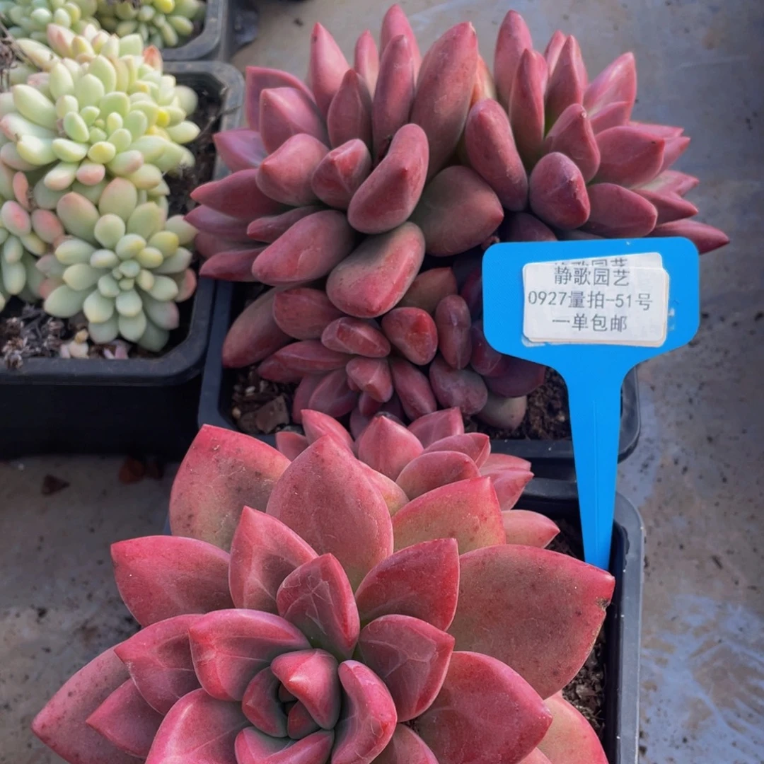 0927-51-赫菲斯托老桩一颗