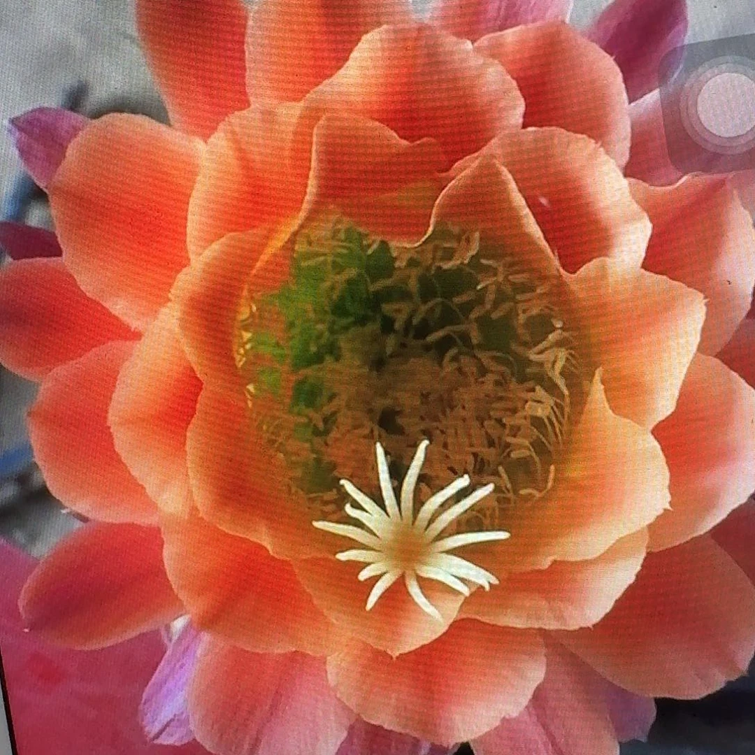 杏光辉侧芽5公分毛花柱仙人球