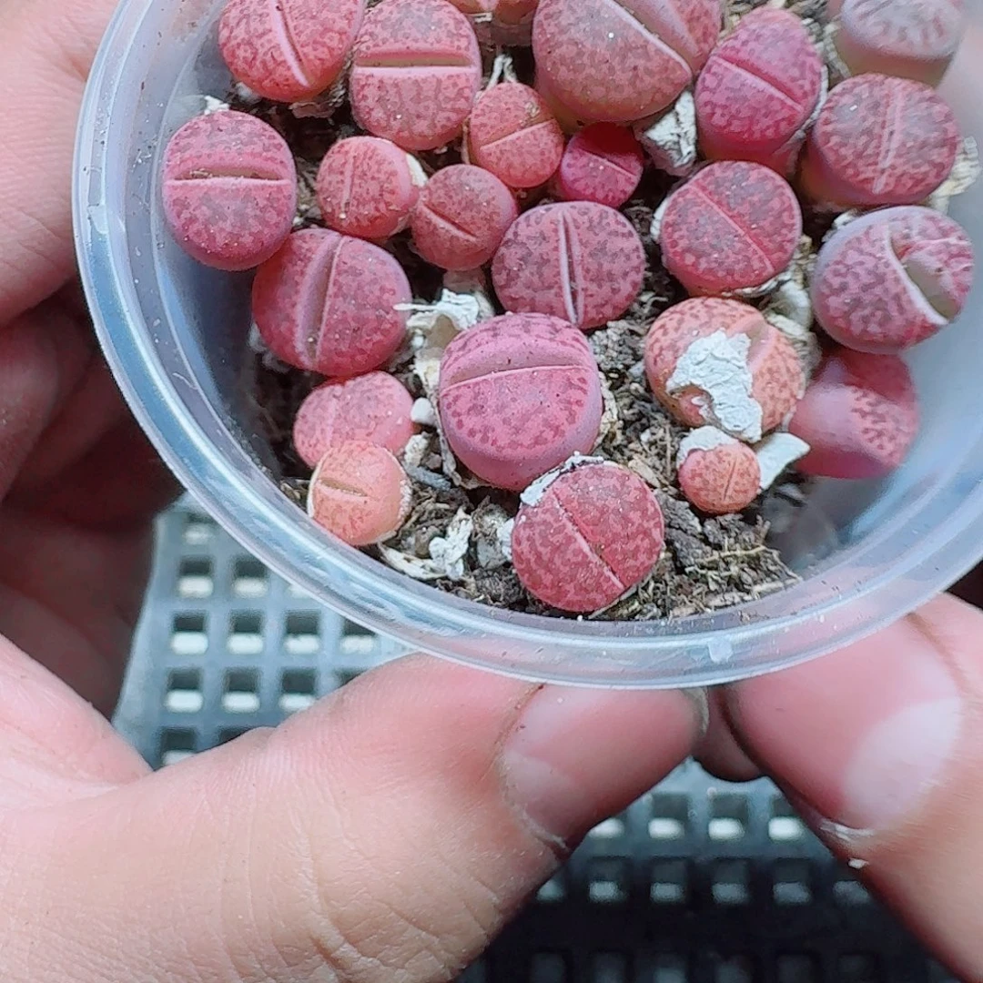 278 多肉植物多肉植物