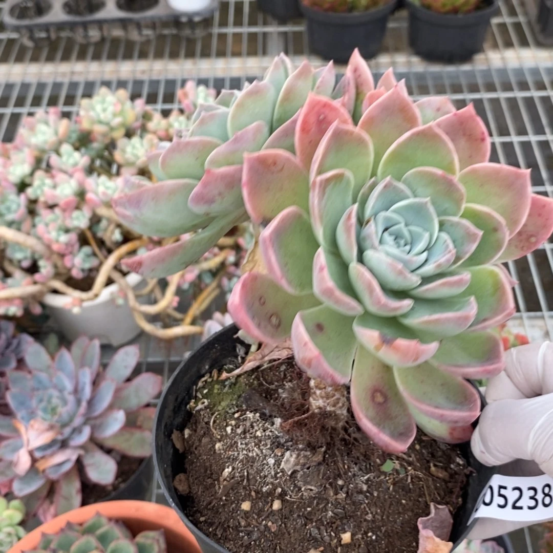 5238哈利沃森一物一拍