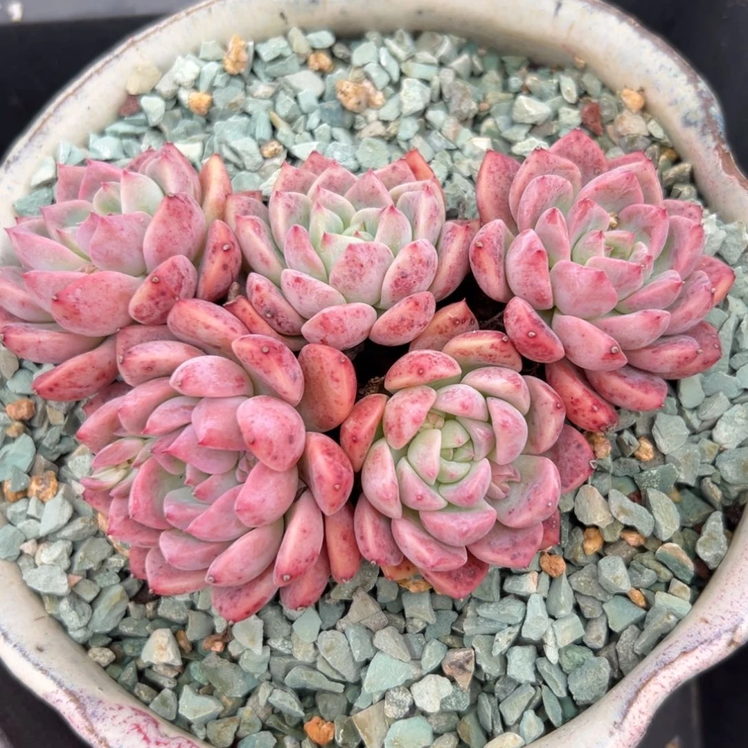 霜花精控多肉一物一拍