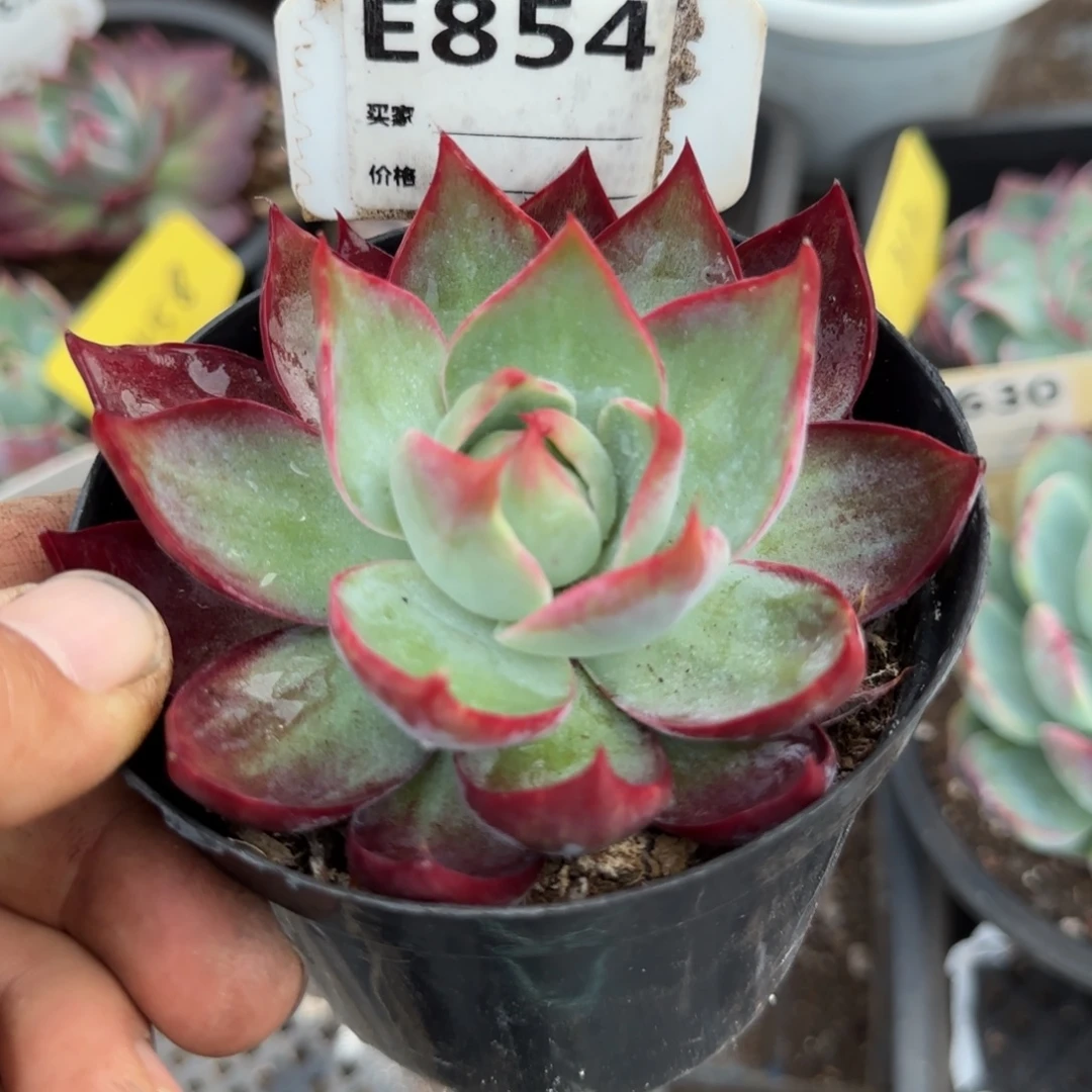 惊鸿一物一拍包装收缩花旱854